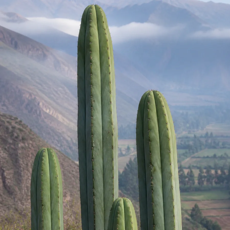 Tall San Pedro cacti with Sacred Valley mountains beyond